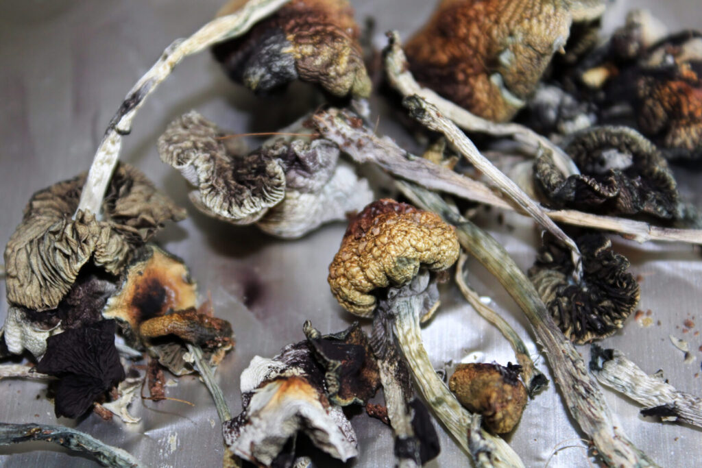 Buy Dried Magic Mushrooms , Dried magic mushroom are exactly what they sound like: mushrooms that contain hallucinogenic compounds, l